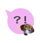 ビーグル犬の吹き出しスタンプ（個別スタンプ：40）
