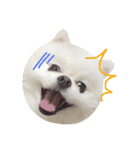 こたンプ（個別スタンプ：6）