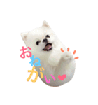 こたンプ（個別スタンプ：10）
