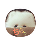 こたンプ（個別スタンプ：15）