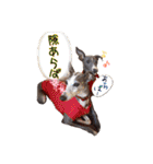 イタリアングレーハウンドのボス＆ルーク（個別スタンプ：36）