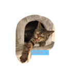 毎日トーク〜猫編〜（個別スタンプ：2）