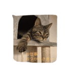 毎日トーク〜猫編〜（個別スタンプ：3）