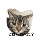 毎日トーク〜猫編〜（個別スタンプ：4）