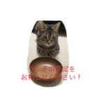 毎日トーク〜猫編〜（個別スタンプ：5）