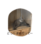 毎日トーク〜猫編〜（個別スタンプ：6）