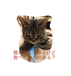 毎日トーク〜猫編〜（個別スタンプ：7）