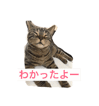 毎日トーク〜猫編〜（個別スタンプ：8）