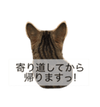 毎日トーク〜猫編〜（個別スタンプ：9）