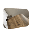 毎日トーク〜猫編〜（個別スタンプ：10）