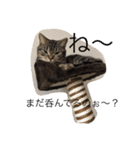 毎日トーク〜猫編〜（個別スタンプ：11）