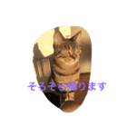 毎日トーク〜猫編〜（個別スタンプ：12）