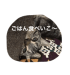 毎日トーク〜猫編〜（個別スタンプ：13）