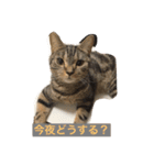 毎日トーク〜猫編〜（個別スタンプ：14）