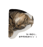 毎日トーク〜猫編〜（個別スタンプ：15）