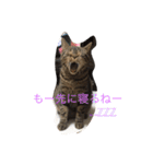 毎日トーク〜猫編〜（個別スタンプ：16）