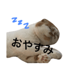 うちのキングさん♡（個別スタンプ：5）