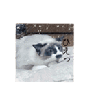 猫_くっく（個別スタンプ：1）