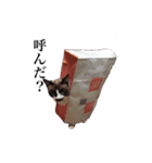 猫_くっく（個別スタンプ：2）