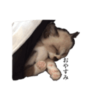 猫_くっく（個別スタンプ：3）