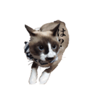 猫_くっく（個別スタンプ：4）