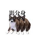 猫_くっく（個別スタンプ：6）