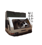 猫_くっく（個別スタンプ：10）