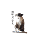 猫_くっく（個別スタンプ：11）