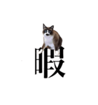猫_くっく（個別スタンプ：12）