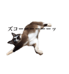 猫_くっく（個別スタンプ：18）