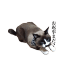 猫_くっく（個別スタンプ：24）