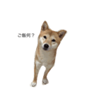 ゴン太とウメ①（個別スタンプ：1）
