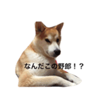 ゴン太とウメ①（個別スタンプ：2）