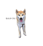 ゴン太とウメ①（個別スタンプ：3）