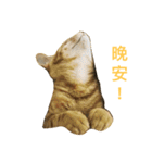 Wawa＆Beer（個別スタンプ：9）