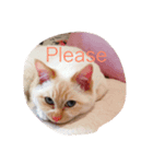 Prince the cat（個別スタンプ：3）