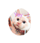 Prince the cat（個別スタンプ：5）