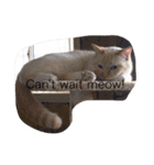 Prince the cat（個別スタンプ：6）