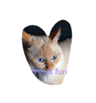 Prince the cat（個別スタンプ：7）