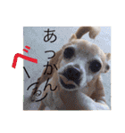 Bell's stamp！（個別スタンプ：24）