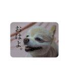 チャオとガブ（個別スタンプ：7）