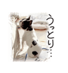 French bulldog StickerThe name is Umi.（個別スタンプ：1）