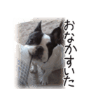 French bulldog StickerThe name is Umi.（個別スタンプ：2）