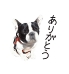 French bulldog StickerThe name is Umi.（個別スタンプ：3）