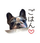 French bulldog StickerThe name is Umi.（個別スタンプ：4）