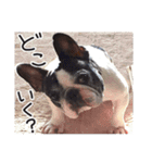French bulldog StickerThe name is Umi.（個別スタンプ：5）