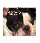 French bulldog StickerThe name is Umi.（個別スタンプ：6）