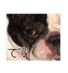 French bulldog StickerThe name is Umi.（個別スタンプ：7）