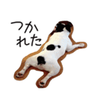 French bulldog StickerThe name is Umi.（個別スタンプ：8）