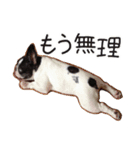 French bulldog StickerThe name is Umi.（個別スタンプ：9）
